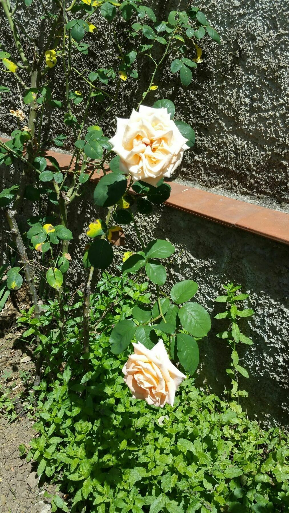 La Villa Nei Fiori Firenze Eksteriør billede